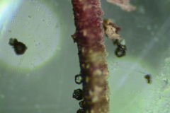 Anteaglonium globosum