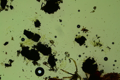 Anteaglonium globosum