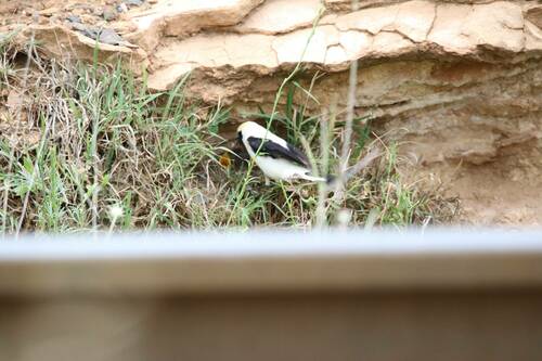 Western Black-eared Wheatear