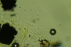 Anteaglonium globosum