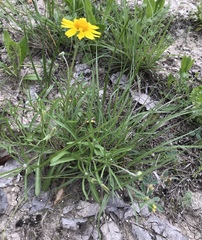 Amblyolepis setigera