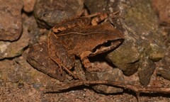 Similar Flesh-Bellied Frog photo 3