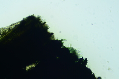 Anteaglonium globosum