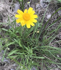 Amblyolepis setigera