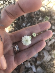 Chaenactis stevioides