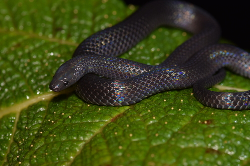 Photo of a Dark-bellied Earth Snake (Geophis zeledoni)
