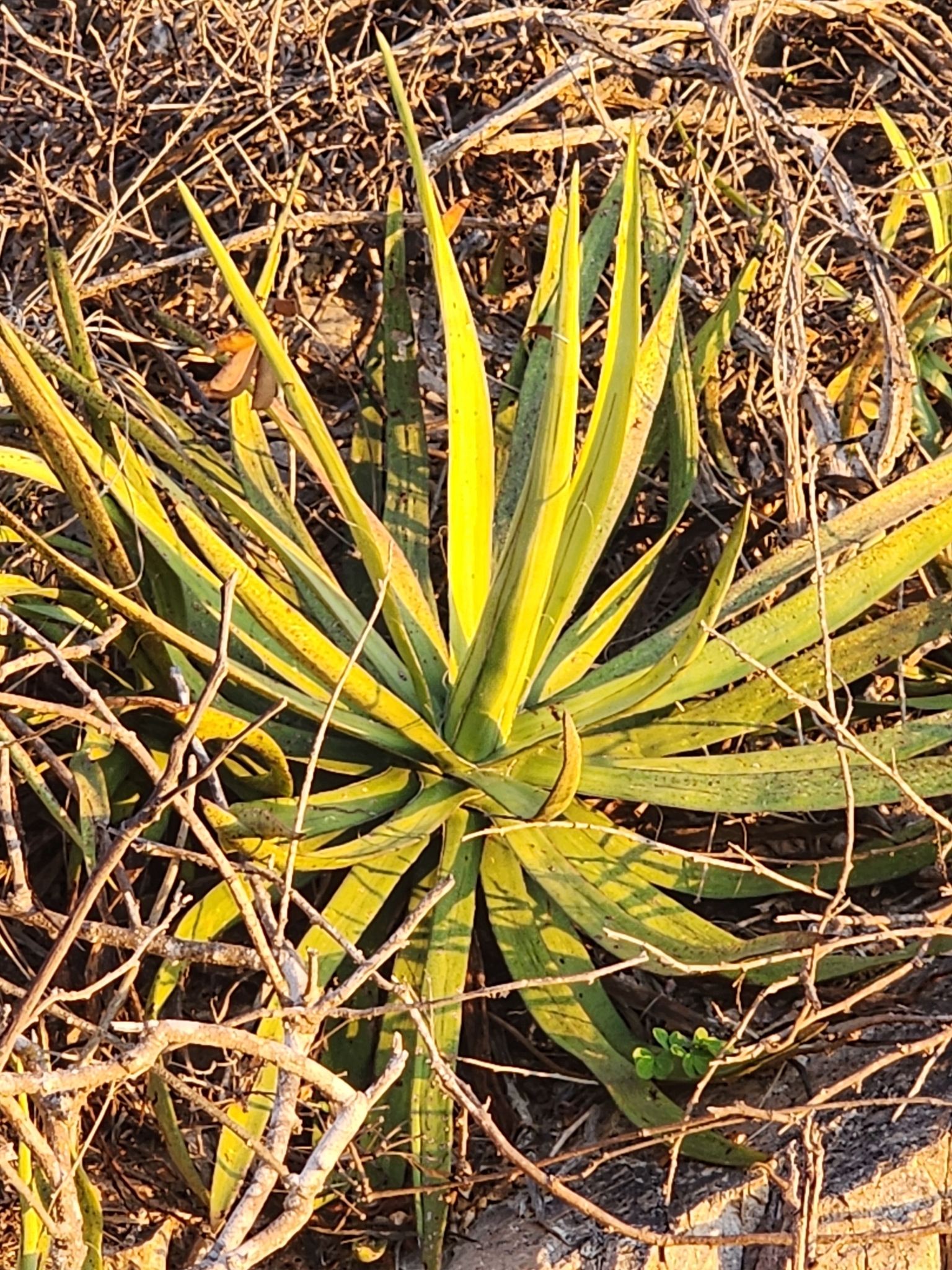 Agave complicata Trel. ex Ochot. 5