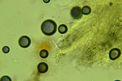 Hyphodermella rosae
