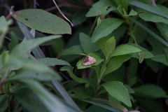 Xanthodes transversa