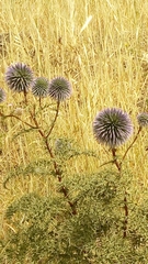 Echinops adenocaulos