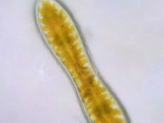 Surirella librile