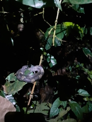 Pratt's Snail-Eater photo 3