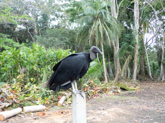 Coragyps atratus image