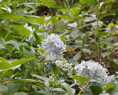 Hydrangea macrophylla