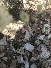 Chaenactis stevioides