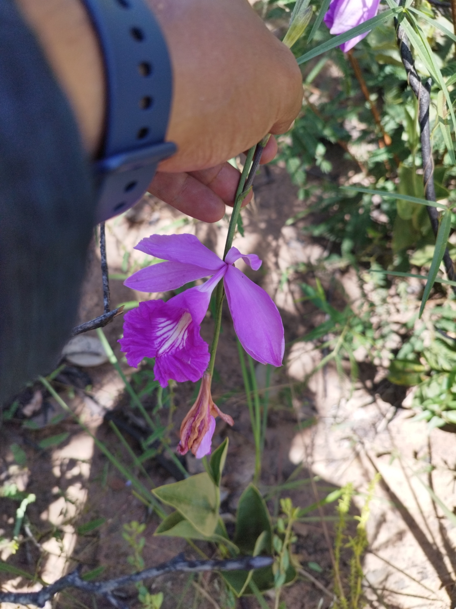 Imagem de Orquídea-do-brejo