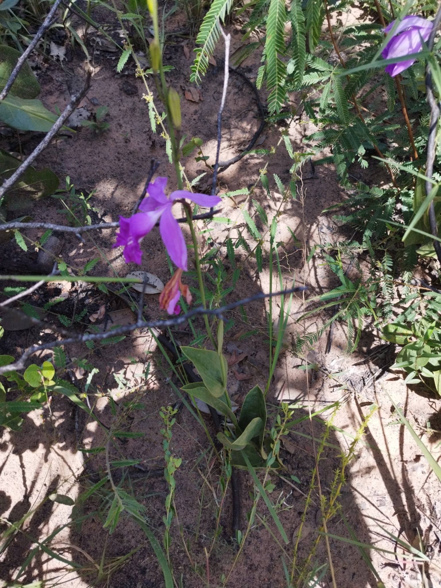 Imagem de Orquídea-do-brejo