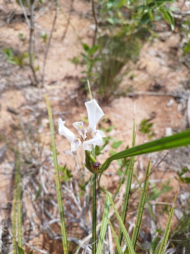 Cipura mestrensis