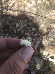 Chaenactis stevioides