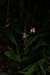 Calanthe francoisii image