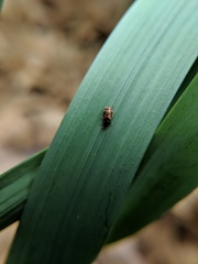 Mycetophagus pluripunctatus
