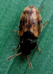 Mycetophagus pluripunctatus