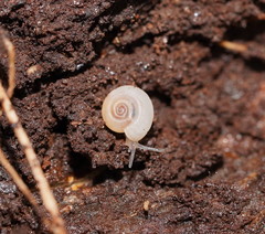 Meredithena dandenongensis