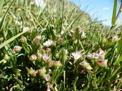 Spergularia macrotheca