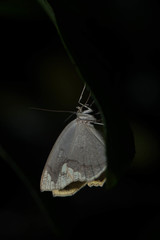 Pareumelea eugeniata