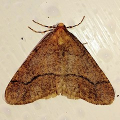 Erannis tiliaria