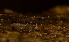 Hyalotrochophora lignatilis