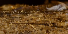 Hyalotrochophora lignatilis