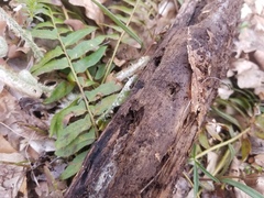 Hyalotrochophora lignatilis