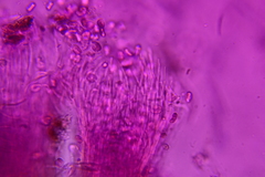Hyalotrochophora lignatilis
