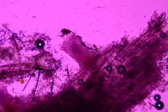Hyalotrochophora lignatilis