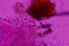 Hyalotrochophora lignatilis