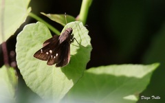 Cymaenes odilia