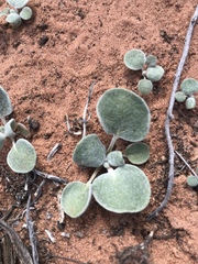 Eriogonum deflexum