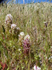 Castilleja densiflora