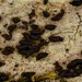 Gloniopsis subrugosa - Photo (c) Django Grootmyers, algunos derechos reservados (CC BY-SA), uploaded by Django Grootmyers