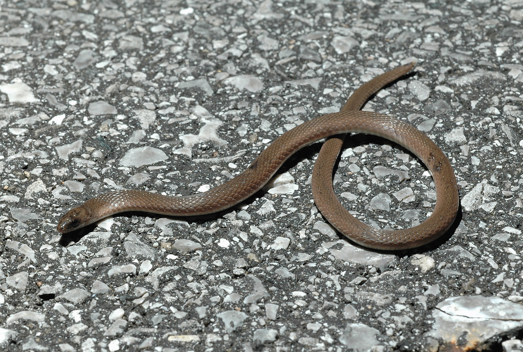 Rough Earthsnake (A Guide to Snakes of Southeast Texas) · iNaturalist
