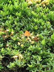 Junonia almana javana