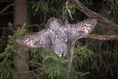 Great Grey Owl photo 3
