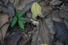 Dysaethria flavistriga