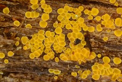 Arachnopeziza trabinelloides