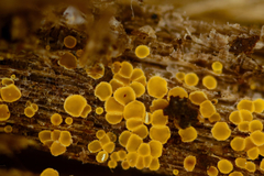 Arachnopeziza trabinelloides
