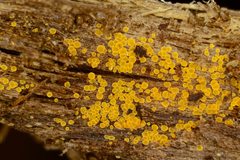 Arachnopeziza trabinelloides