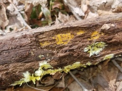 Arachnopeziza trabinelloides