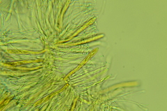 Arachnopeziza trabinelloides