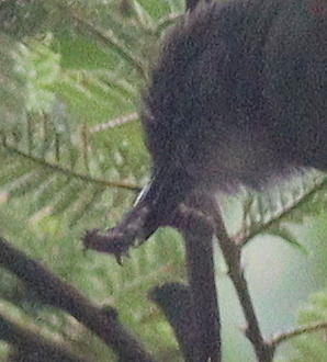 Shelley's Greenbul (Arizelocichla masukuensis), photo 9